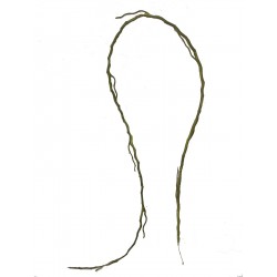 RAMA RAIZ COLGANTE VERDE