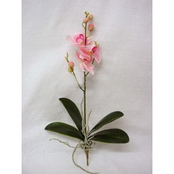 FLOR ORQUIDEA PHALAENOPSIS...