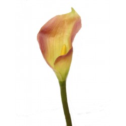 FLOR INDIVIDUAL CALA LILY...