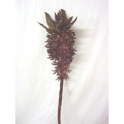 FLOR INDIVIDUAL EUCOMIS MARRON