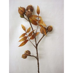 FLOR VARA HOJAS FRUTOS HORN...