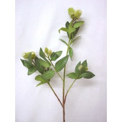 FLOR HOJAS VERDE CAPULLOS