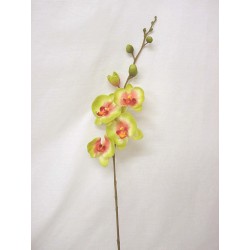 FLOR INDIVIDUAL ORQUIDEA...