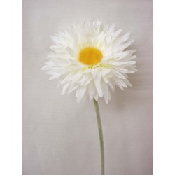 FLOR INDIVIDUAL GERBERA BLANCO