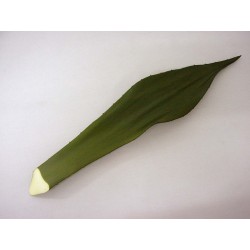 HOJA CORTADA LATEX ALOE VERDE