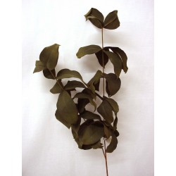 RAMA HOJAS WEIGELA VERDE