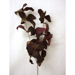 RAMA HOJAS WEIGELA MARRON