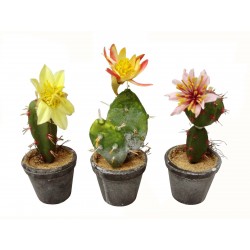 MACETA CON CACTUS FLOR...