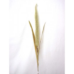 FLOR RAMA FROTH GRASS VERDE