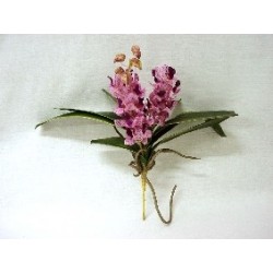 FLOR ORQUIDEA HOJAS RAIZ...