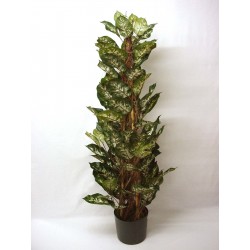 ARBOL TUTOR DIEFEMBAQUIA...