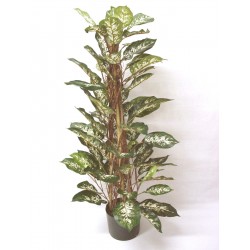 ARBOL TUTOR DIEFEMBAQUIA...