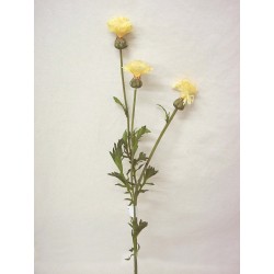 FLOR TRIPLE CENTAURAL AMARILLO