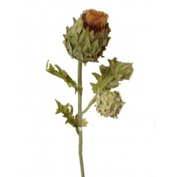 FLOR TRIPLE CAPULLOS THISTLE