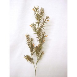 RELLENO VERDE FLOR AMARILLA