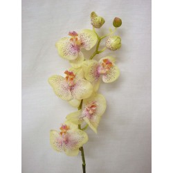 FLOR INDIVIDUAL ORQUIDEA...