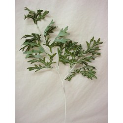 HOJA RAMAS QUERCUS BLANCO...