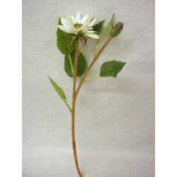 FLOR INDIVIDUAL MARGARITA...