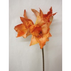 FLOR INDIVIDUAL HIPPEASTRUM...