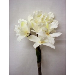 FLOR INDIVIDUAL CYMBIDIUM...