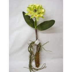FLOR ORQUIDEA HOJAS RAIZ VERDE
