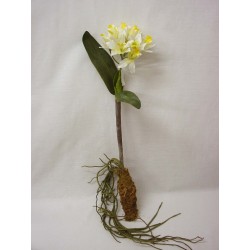 FLOR ORQUIDEA HOJAS RAIZ...