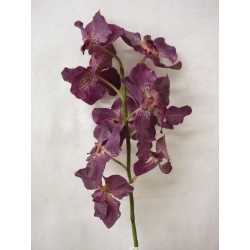 FLOR ORQUIDEA VANDA ORCHID...