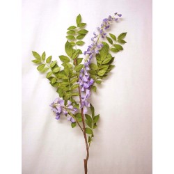 FLOR RAMAS WISTERIA VIOLETA