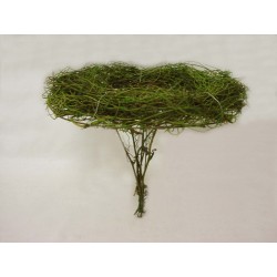 ESTRUCTURA RAMO PINCHO...