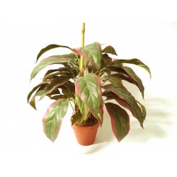 CENTRO MACETA PLANTA...