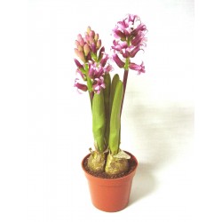 CENTRO MACETA FLORES BULBOS...