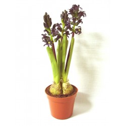 CENTRO MACETA FLORES BULBOS...