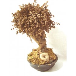 CENTRO ARBOL BONSAI MARRON...