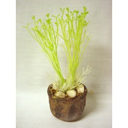 CENTRO MINI MACETA HIERBAS...