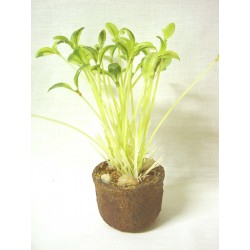 CENTRO MINI MACETA HIERBAS...