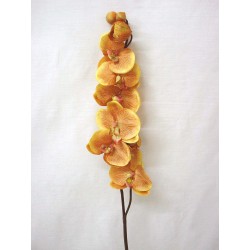 FLOR INDIVIDUAL ORQUIDEA...