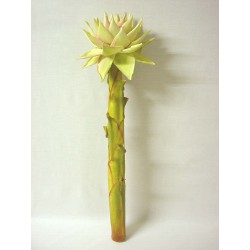 PLANTA TRONCO GRUESO HOJA...