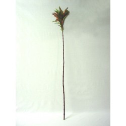 PLANTA PLUMERO HOJAS VERDE...